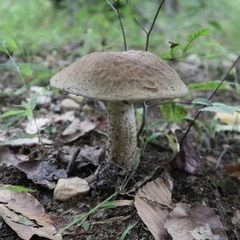 Boletus nobilis
