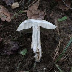 Boletus nobilis