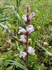 Orobanche crenata