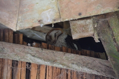 Tyto alba punctatissima