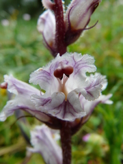 Orobanche crenata