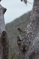 Myiarchus magnirostris