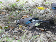 Garrulus glandarius graecus