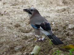 Garrulus glandarius graecus