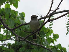 Myiarchus magnirostris