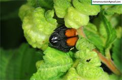 Campsiura mirabilis