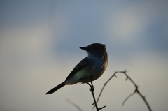 Myiarchus magnirostris