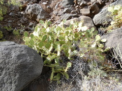 Opuntia stricta