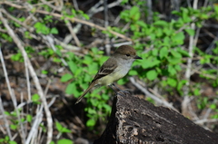 Myiarchus magnirostris