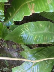 Phytomyza scolopendri