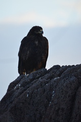 Buteo galapagoensis
