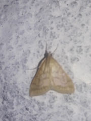 Ostrinia nubilalis