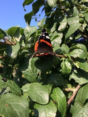 Vanessa atalanta