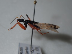 Ectomocoris