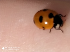 Coccinella magnifica
