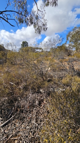 Image of Acacia rigens by (c) Rosalie Lawrence, some rights reserved (CC BY)