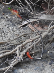 Teinobasis helvola