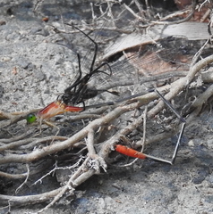 Teinobasis helvola