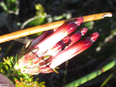 Erica aristata