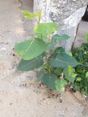Ficus religiosa