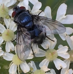 Epicampocera succincta