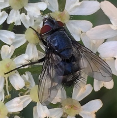 Epicampocera succincta