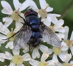 Epicampocera succincta