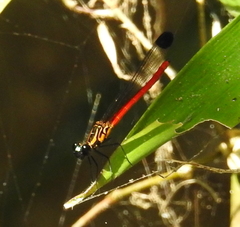 Libellago rufescens