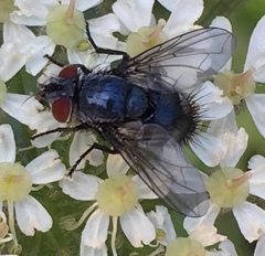 Epicampocera succincta