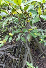 Rhizophora apiculata