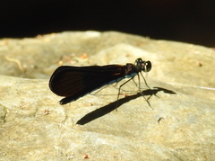 Chlorocyphidae