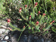 Erica aristata