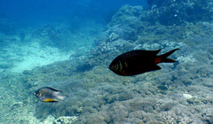 Amblyglyphidodon leucogaster