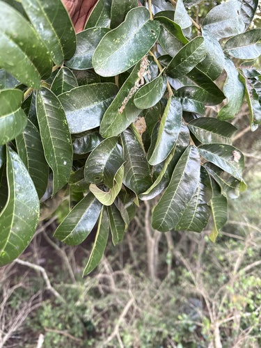 Foto de Mafurreira