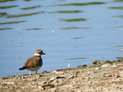 Charadrius vociferus