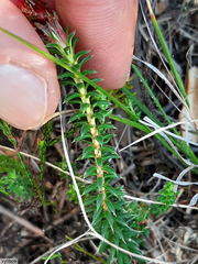 Erica aristata