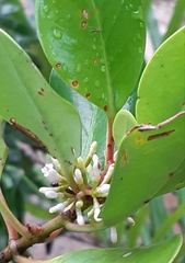 Scyphiphora hydrophylacea