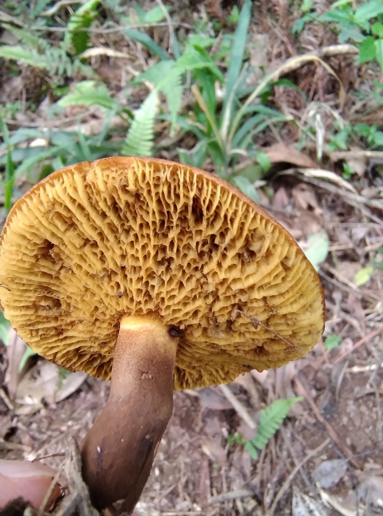 Boletinellus rompelii · April 2025 · photo: © lelacappelli (iNaturalist, cc0)