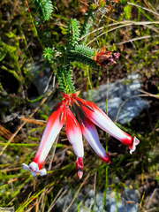 Erica aristata