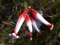 Erica aristata