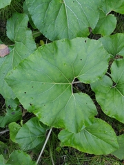Petasites paradoxus