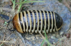 Arthrosphaera