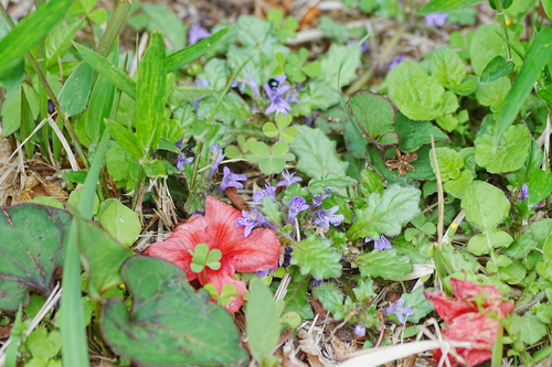 Image of Ajuga decumbens by (c) WATANABE Hitoshi 渡辺仁, some rights reserved (CC BY)