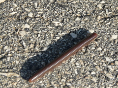 Pachyiulus apfelbecki