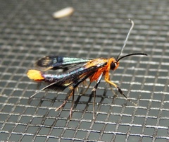 Synanthedon acerni