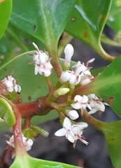 Scyphiphora hydrophylacea