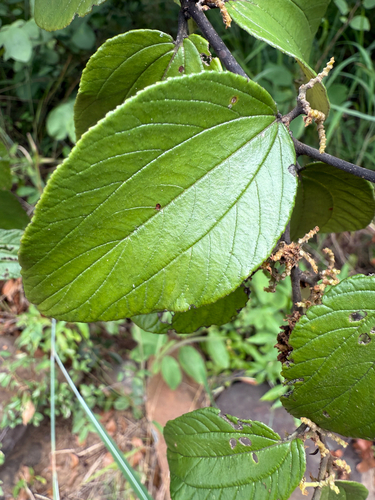 buffalo-thorn