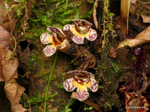Trichodrymonia aurea