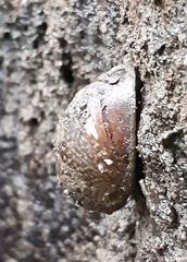 Neripteron violaceum