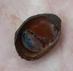 Neripteron violaceum